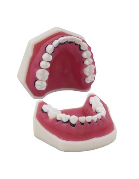 Tipodonto de Periodoncia sin Articulador