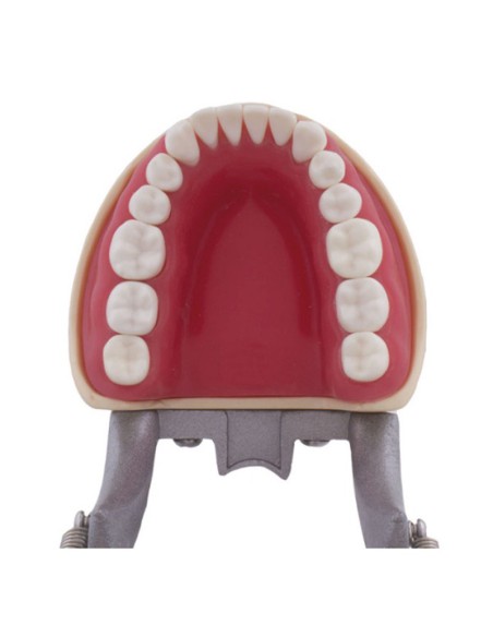 Tipodonto tipo Nissin para Niño