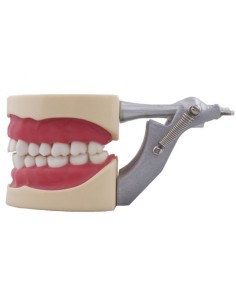 Tipodonto tipo Nissin para Niño 2