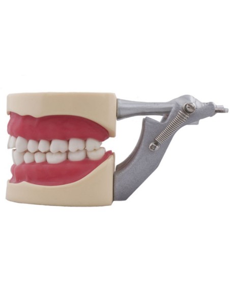 Tipodonto tipo Nissin para Niño