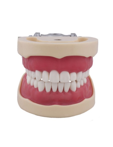 Tipodonto tipo Nissin para Niño