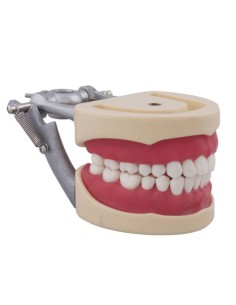 Tipodonto tipo Nissin para Niño