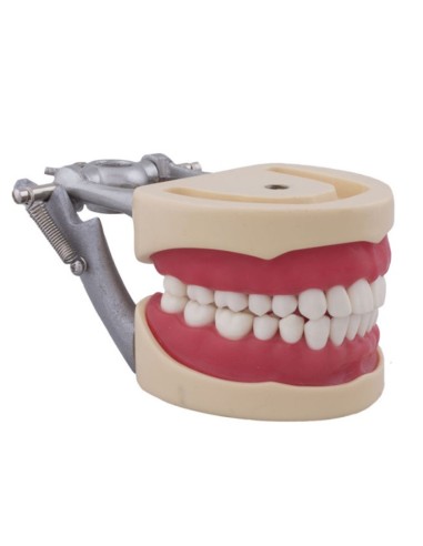 Tipodonto tipo Nissin para Niño