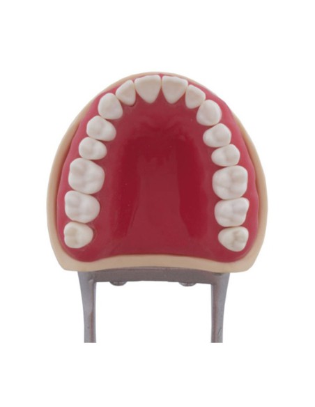 Tipodonto tipo Nissin para Niño