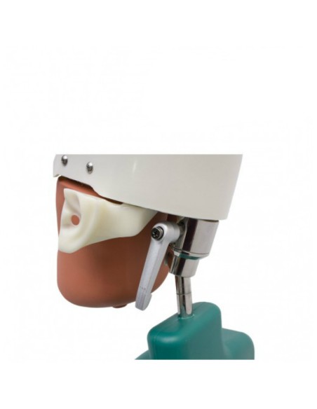 Fantoma Dental Maniquí Completo con Tipodonto Clónico ANA4