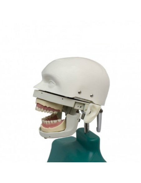 Fantoma Dental Maniquí Completo con Tipodonto Clónico ANA4