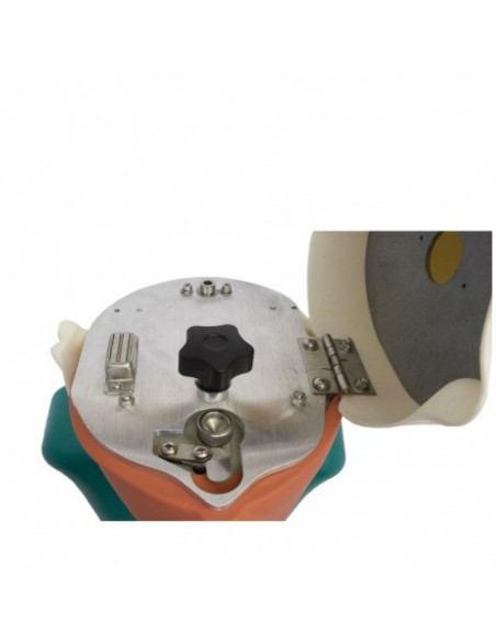 Fantoma Dental Maniquí Completo con Tipodonto Clónico ANA4