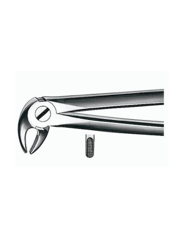Forceps E13 para Incisivos y Premolares Inferiores 