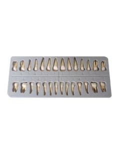 Dientes Adulto con Raíces Reposición Caja 28 unidades.