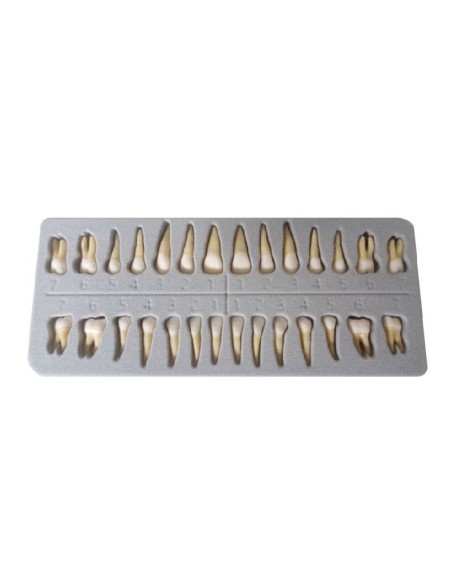 Dientes Adulto con Raíces Reposición Caja 28 unidades.