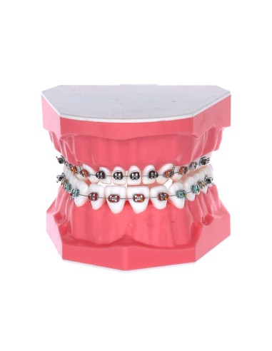 Tipodonto Adulto con Brackets Metálicos 32 dientes