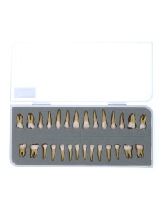 Dientes Adulto con Raíces Reposición Caja 28 unidades. 2