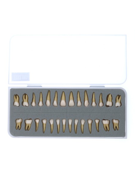 Dientes Adulto con Raíces Reposición Caja 28 unidades.