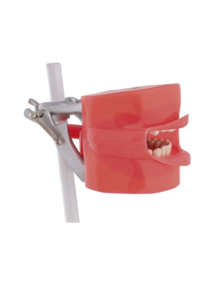 Fantoma Modelo de Práctica con Anclaje a Sillón Bader