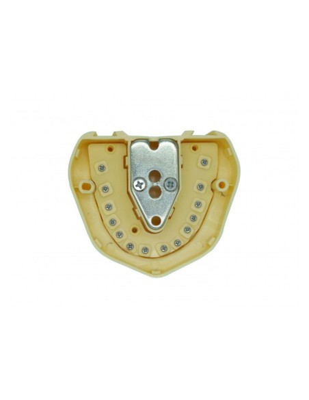 Mandíbula para Modelos de Estudio JG-C1 Technoflux
