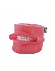 Fantoma Modelo de Práctica con Boca, Tipo Nissin 2