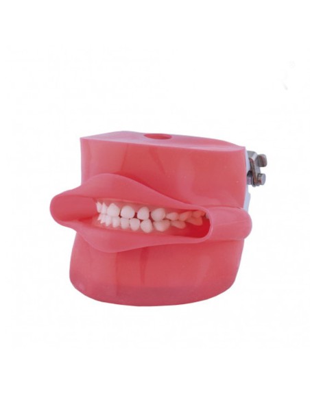 Fantoma Modelo de Práctica con Boca, Tipo Nissin