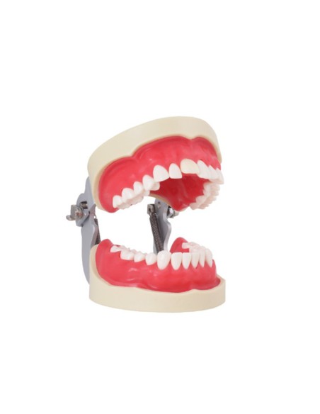 Tipodonto para Endodoncia 28 Dientes, Incisivo con Raíz Transparente, con Articulador Bader