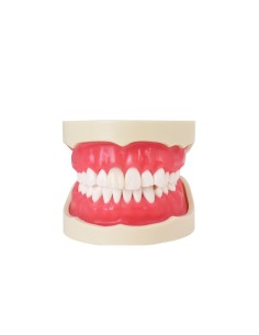 Tipodonto para Endodoncia 28 Dientes, Incisivo con Raíz Transparente, con Articulador Bader 2