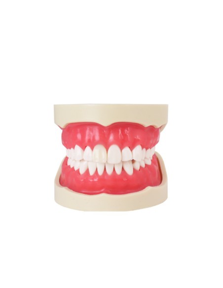 Tipodonto para Endodoncia 28 Dientes, Incisivo con Raíz Transparente, con Articulador Bader