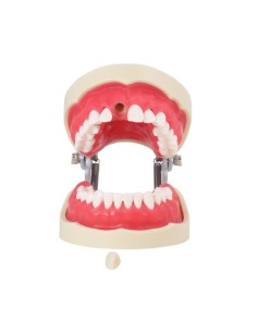 Tipodonto para Endodoncia 28 Dientes, Incisivo con Raíz Transparente, con Articulador Bader