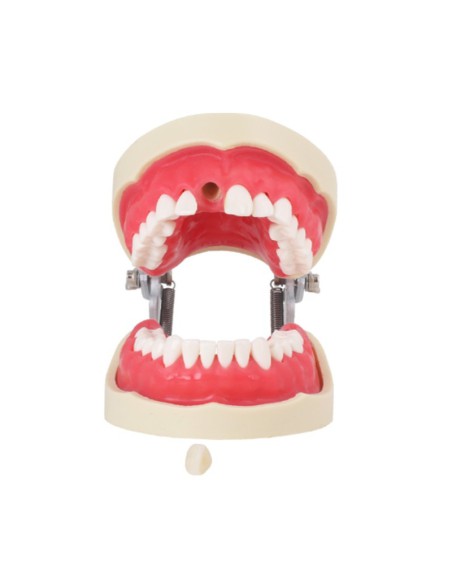 Tipodonto para Endodoncia 28 Dientes, Incisivo con Raíz Transparente, con Articulador Bader