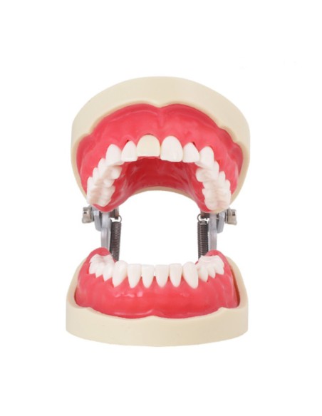 Tipodonto para Endodoncia 28 Dientes, Incisivo con Raíz Transparente, con Articulador Bader