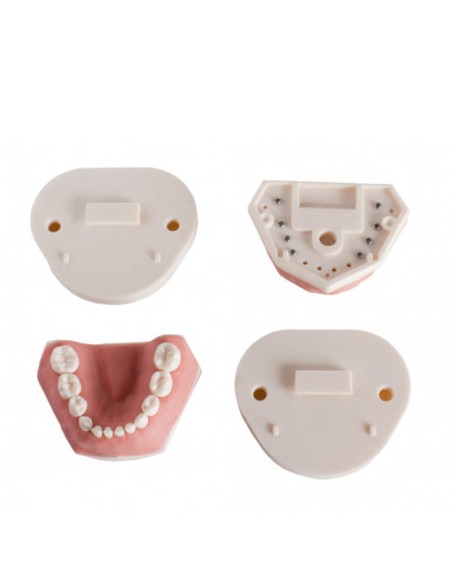 Tipodonto Infantil Clónico Frasaco AK6 con Placa Base  de Bader