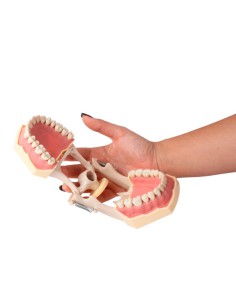 Tipodonto Clónico Frasaco AG-3 Articulado 2