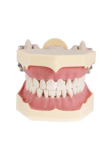 Tipodonto Clónico Frasaco AG-3 Articulado