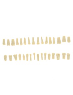 Dientes Reposición Tipodonto Tipo Frasaco AG-3 Bolsa 32 uds. 2