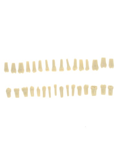 Dientes Reposición Tipodonto Tipo Frasaco AG-3 Bolsa 32 uds.