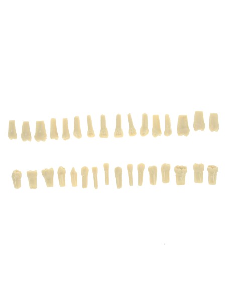 Dientes Reposición Tipodonto Tipo Frasaco AG-3 Bolsa 32 uds.