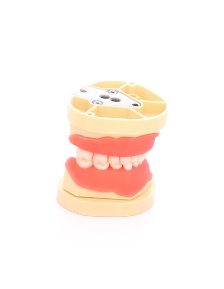 Tipodonto Tipo Nissin para Niño con Articulador