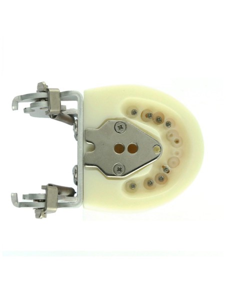 Tipodonto Tipo Nissin para Niño con Articulador