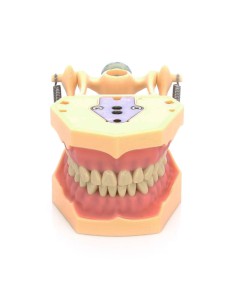 Tipodonto Clónico Frasaco AG-3 Articulado Adulto