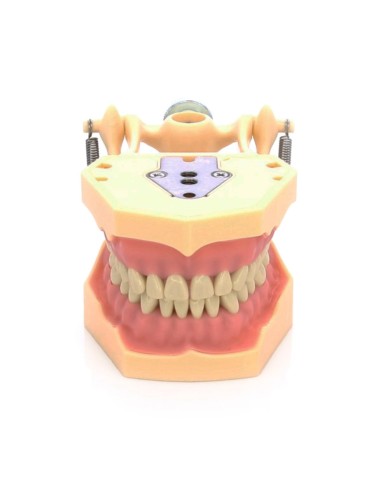 Tipodonto Clónico Frasaco AG-3 Articulado Adulto