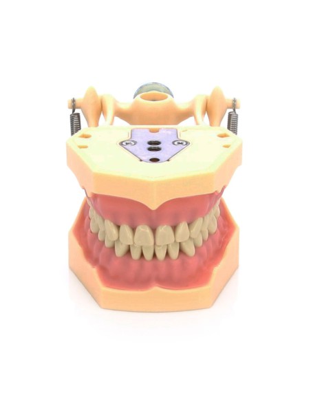 Tipodonto Clónico Frasaco AG-3 Articulado Adulto