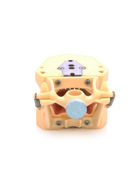 Tipodonto Clónico Frasaco AG-3 Articulado Adulto