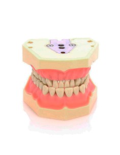 Tipodonto Clónico Frasaco AG-3 de 32 Dientes Adulto