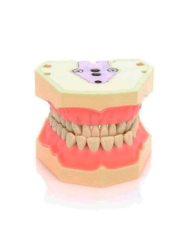 Tipodonto Clónico Frasaco AG-3 de 32 Dientes Adulto