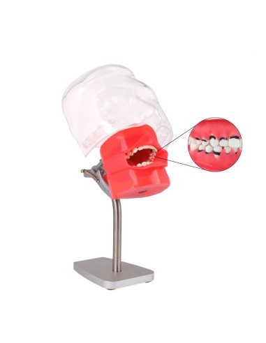 Fantoma de Periodoncia de Mesa con Tipodonto de 28 Dientes Bader
