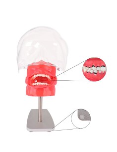 Fantoma de Periodoncia de Mesa con Tipodonto de 28 Dientes Bader 2