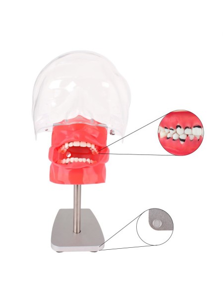 Fantoma de Periodoncia de Mesa con Tipodonto de 28 Dientes Bader