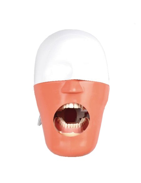 Fantoma Completo con Anclaje de Silla con Tipodonto ANA4 Bader