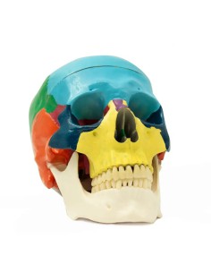 Cráneo Humano Didáctico, Escala 1:1 con Mecanismo de Oclusión de Bader