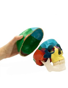 Cráneo Humano Didáctico, Escala 1:1 con Mecanismo de Oclusión de Bader 2