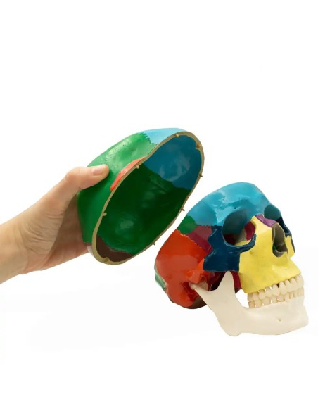 Cráneo Humano Didáctico, Escala 1:1 con Mecanismo de Oclusión de Bader