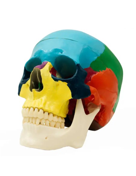Cráneo Humano Didáctico, Escala 1:1 con Mecanismo de Oclusión de Bader