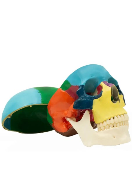Cráneo Humano Didáctico, Escala 1:1 con Mecanismo de Oclusión de Bader